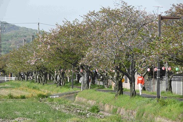 写真:旧下津井電鉄線の桜6