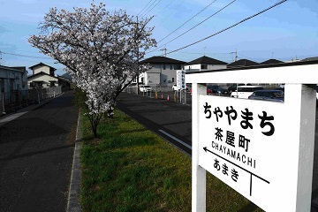 写真:旧下津井電鉄線の桜8