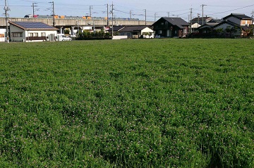 写真：茶屋町のレンゲ1