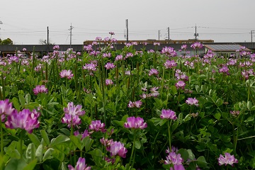写真：茶屋町のレンゲ2