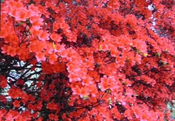 写真：オンツツジ1