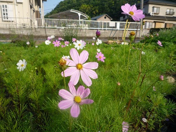 写真：コスモス