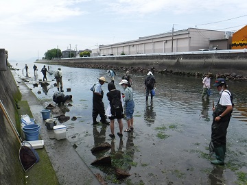 写真：干潟での作業