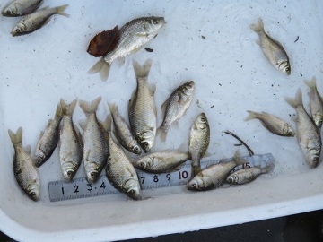 写真：ギンブナとモロコの幼魚