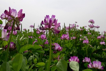 写真：茶屋町のレンゲ4