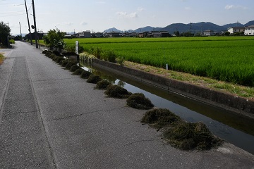 写真:引き上げられた藻1