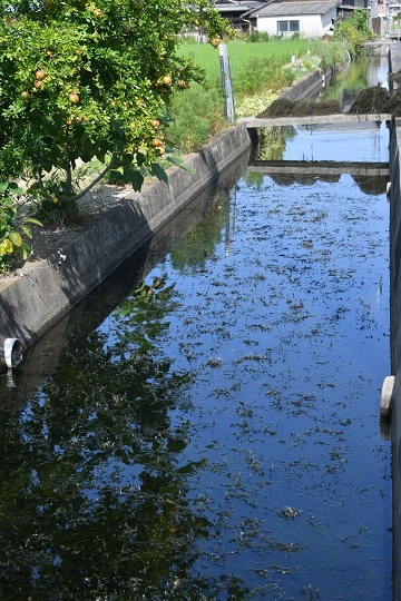 写真:用水路に繁殖した藻