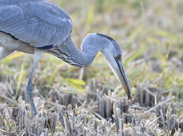 写真：昆虫をつかまえるサギ