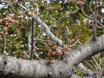 写真：桜のつぼみ
