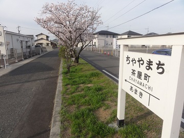 写真：茶屋町の桜並木（旧下津井電鉄跡地）