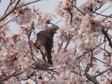写真：桜とヒヨドリ