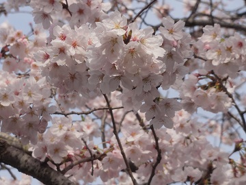 写真：桜