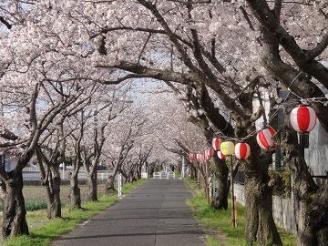 写真：桜並木