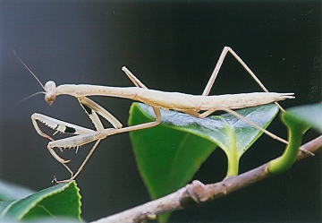 写真：白いカマキリ1