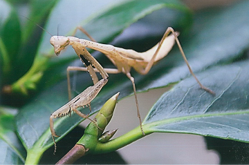 写真：白いカマキリ2