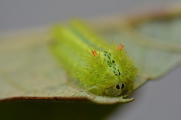 写真：ヒロヘリアオイラガの幼虫