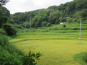 写真：棚田