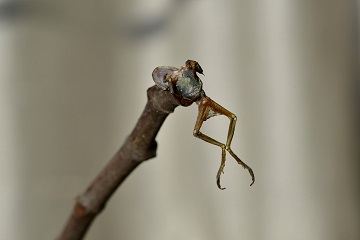 写真：モズのはやにえ1