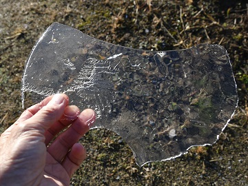 写真：バケツに張った氷