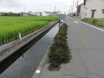 写真:用水路から上げた藻