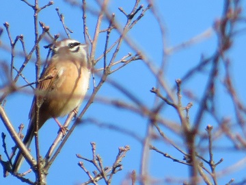 写真：春の野鳥1