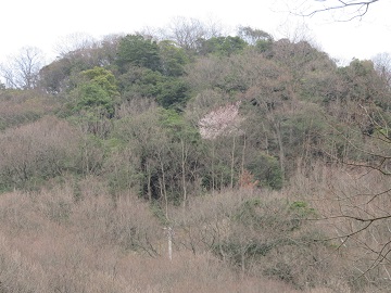 写真：早咲きの山桜