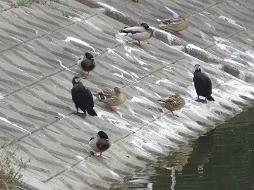 写真：カモと鵜2