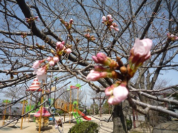 写真：種松山公園のサクラ