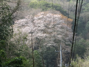 写真：尾原の大桜1
