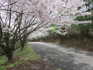 写真：ふれあいの森の桜