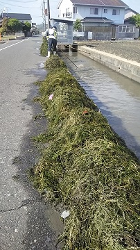 写真：オオカナダモの除去作業2