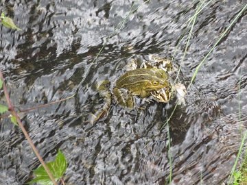 写真：トノサマガエル