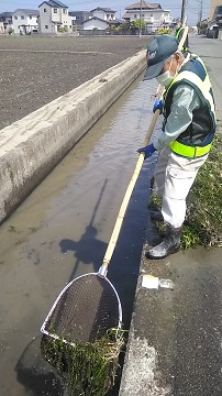 写真：オオカナダモの除去作業1