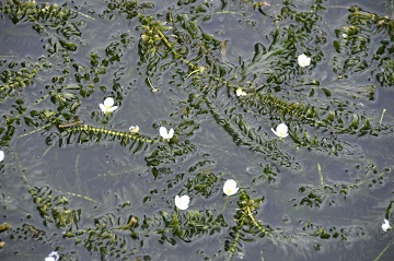 写真:花の咲いたオオカナダモ
