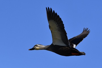 写真:飛んでいるカルガモ2
