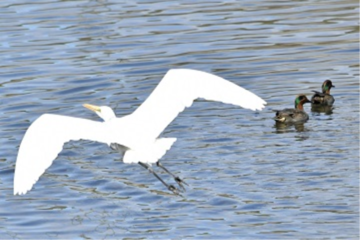 写真:コガモとチュウサギ