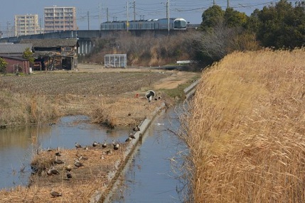 写真:カルガモの群れ