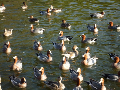 写真:ヒドリガモ