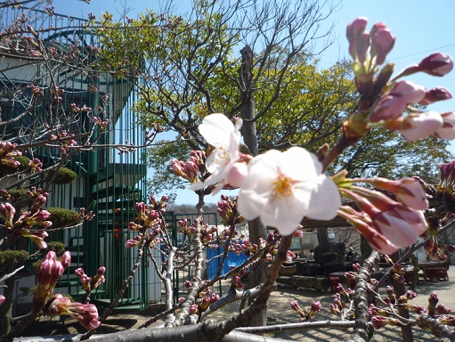 写真：桜5