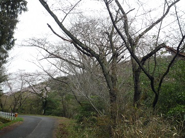 写真：枯れ木