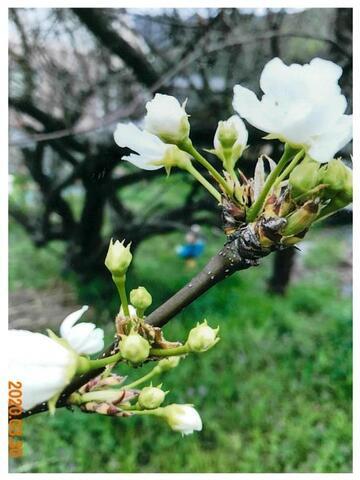 写真：梨の花