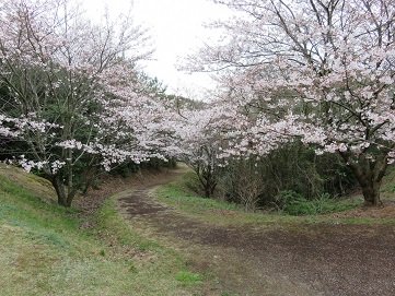 写真：桜3