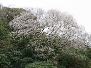 写真：桜4