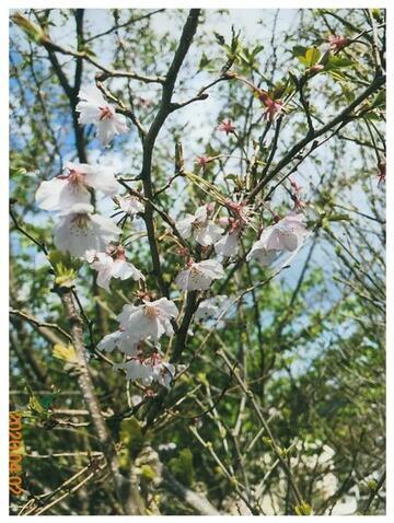 写真：10月桜