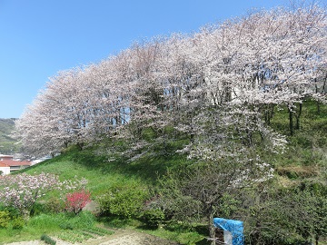 写真：桜2