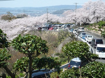 写真：桜と車