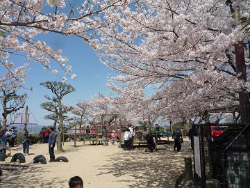 写真：桜1