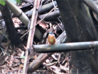 写真：カワセミ