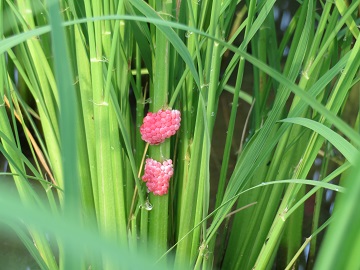 写真：ジャンボタニシ2