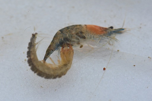 写真:ヘビトンボがエビを襲う様子